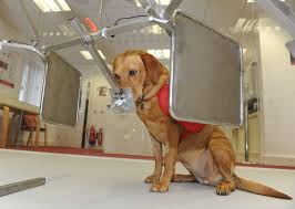Image result for dogs test cancer samples